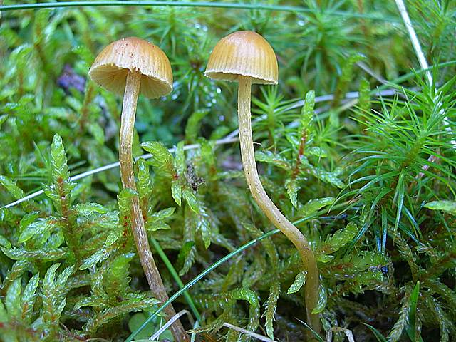 Avventura  Galerinica  sul  pianeta  Jurassiano